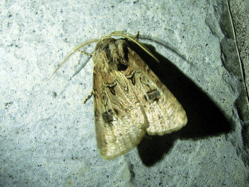 varie Agrotis sp